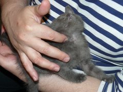 Котовторник 6.05.2014