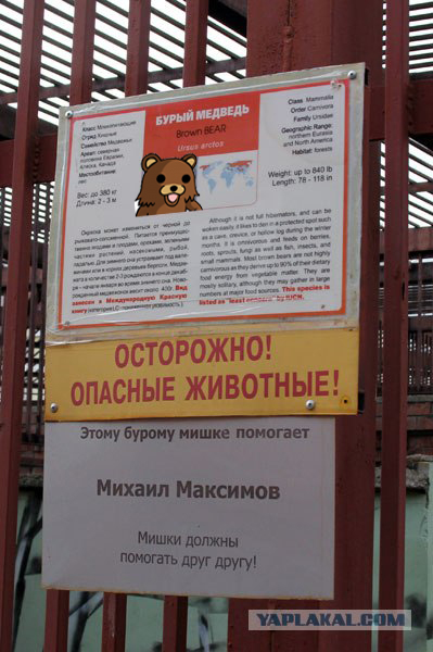 Мишки, они такие.