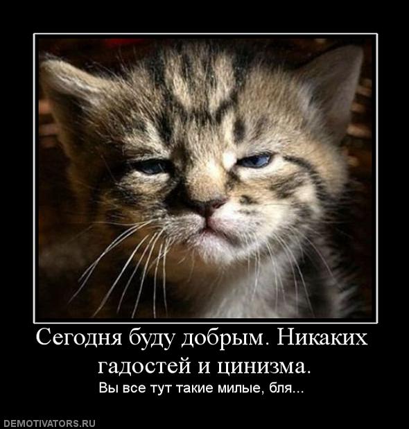 Жизнь домашнего приюта для котеек 36