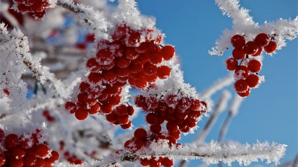 Хурма укрепляется к евро