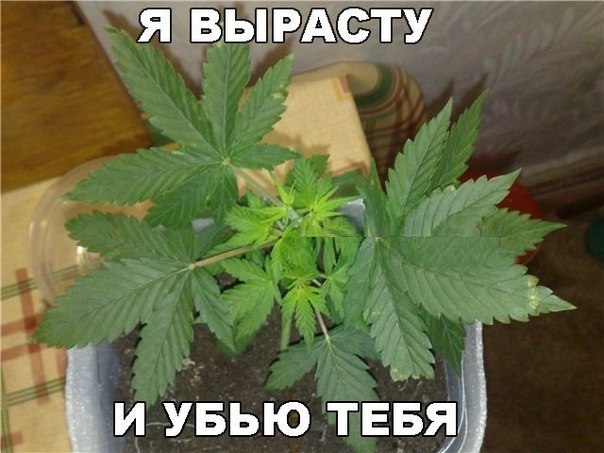 Алко-Нарко-Психо-Фармо и т.п. поборка