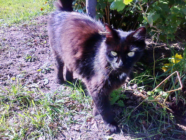 Котовторник