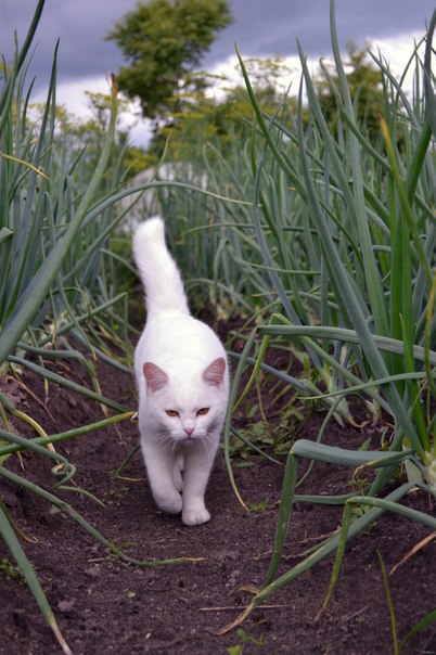 Котовторник 14.07.2015