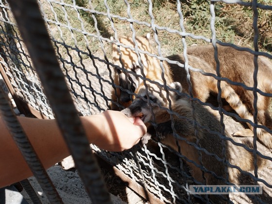 Парк львов Тайган, Крым
