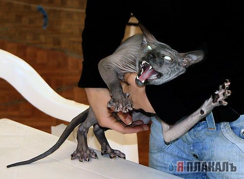 Коты, кошки, котята