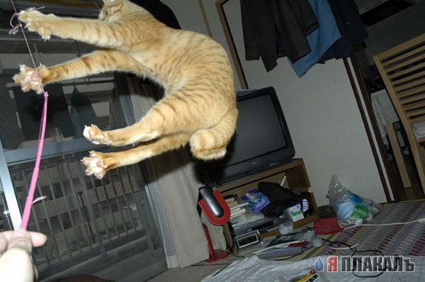 Коты, кошки, котята