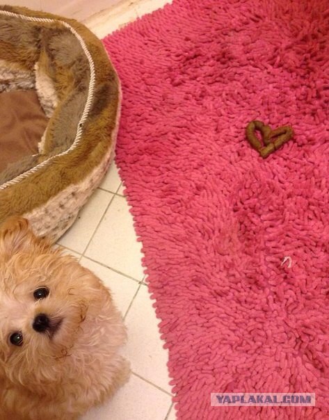 Сумасшедшие идеи подарков на День Святого Валентина