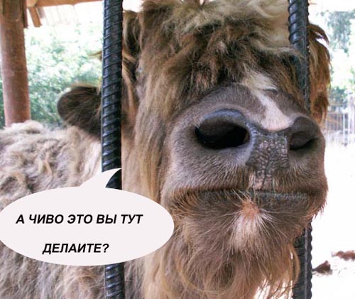 Уже да :) Ужо пятнецца...