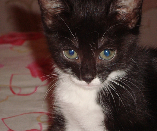 Котовторник  01.03.2016