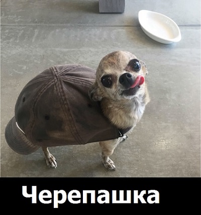 Братья наши меньшие - 2