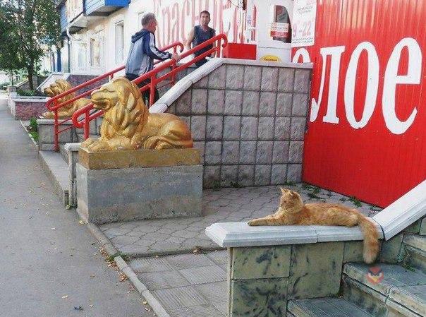 Прикольные животные