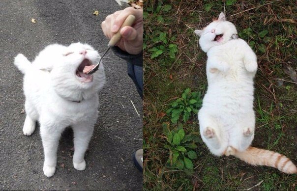 Прикольные животные