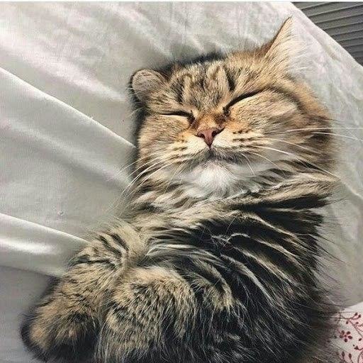 Коты из сети