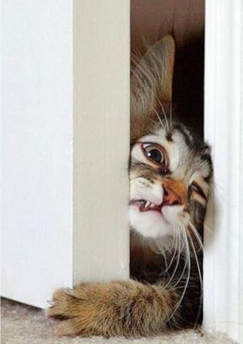 Коты из сети