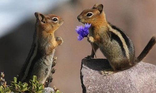 Самые смешные животные