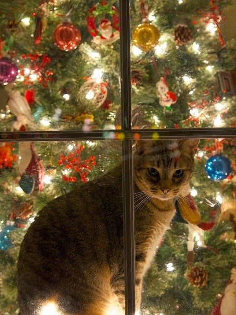 Коты из сети