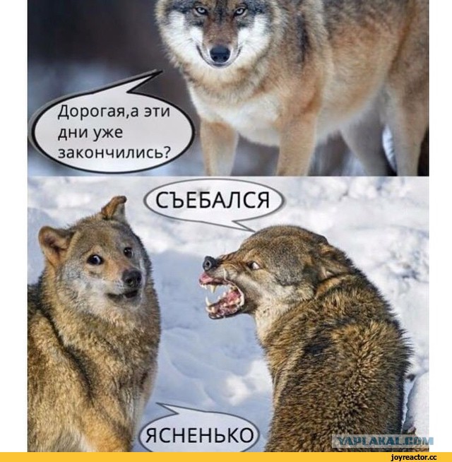 То ли муж- животное, то ли жена- с*ка...
