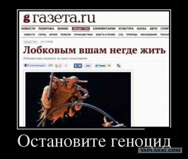 Весеннее обострение в Питере
