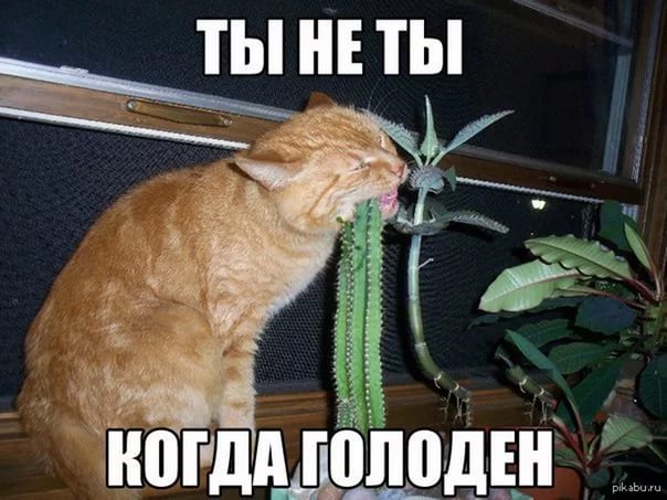 Сухой корм