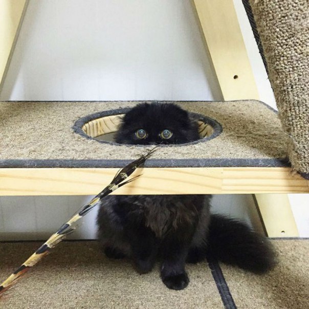 Коты и Кошки