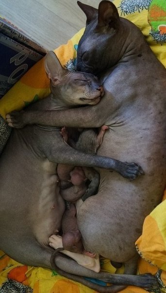 Коты и Кошки