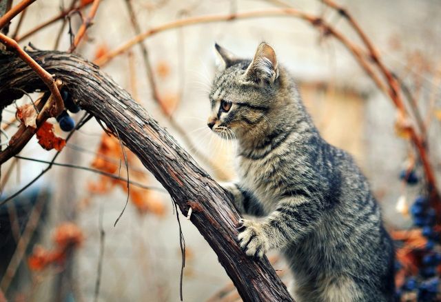 Осеннему котовторнику быть!