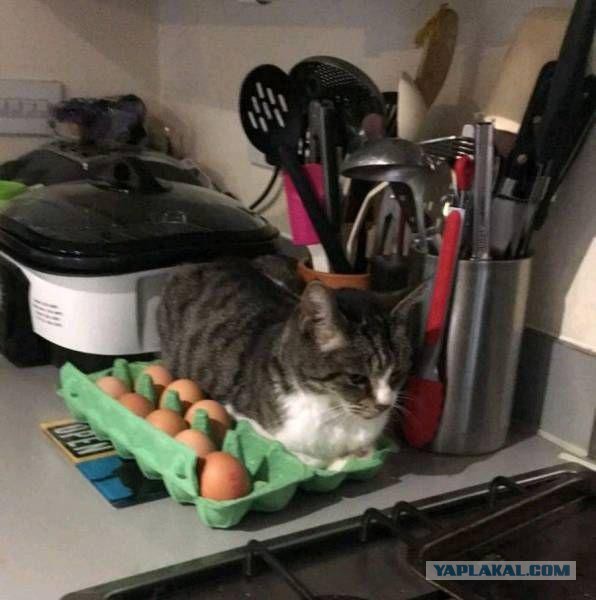 Котовторник 20.02.18