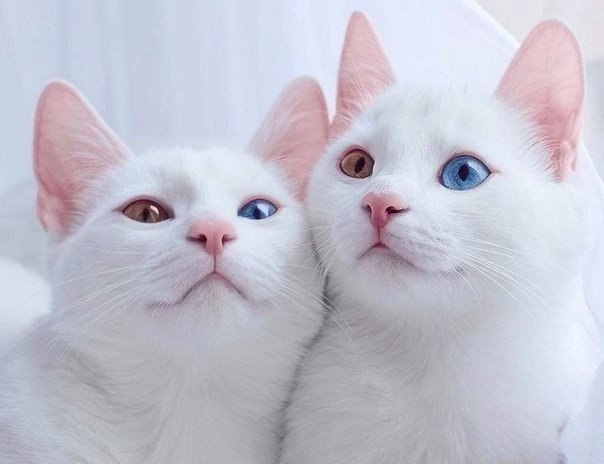 Фотобомбы котов