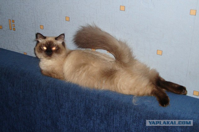 Котопятница