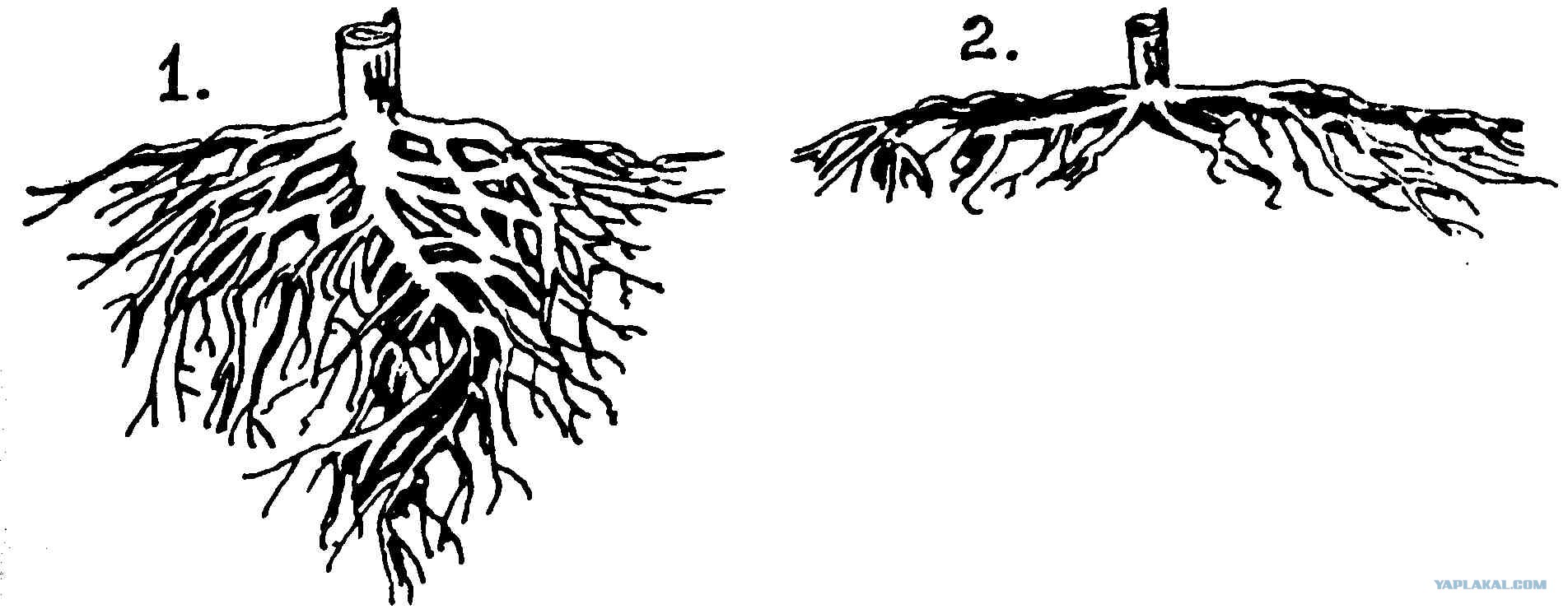 Корневые корни у каких растений. Стержневая корневая система сосны. Корневая система хвойных. Арбускулярная микориза.