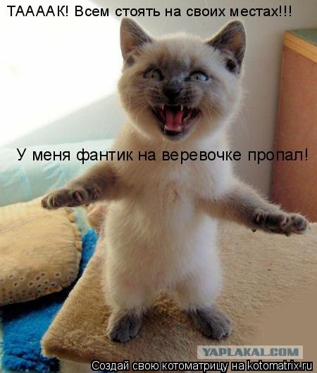 Сонный Котовторник
