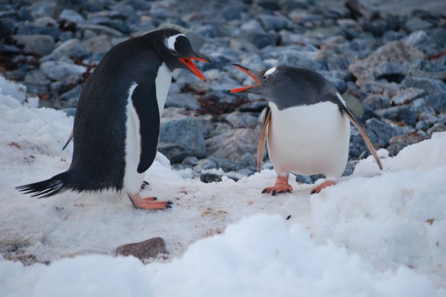 Малыши-пингвины как могли отбивались от хищника, но неожиданно пришла подмога