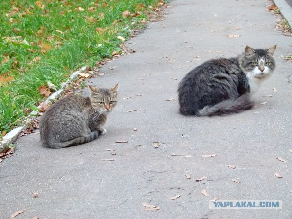 Котовторник 06.11.2012