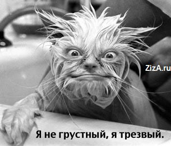 Алкопост 7.11.20