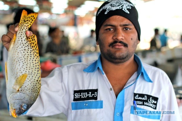 Fish dubai. Рыбы в Дубае. Рыбный рынок в Дубае. Рыбалка в Дубае. Рыба из Дубая.