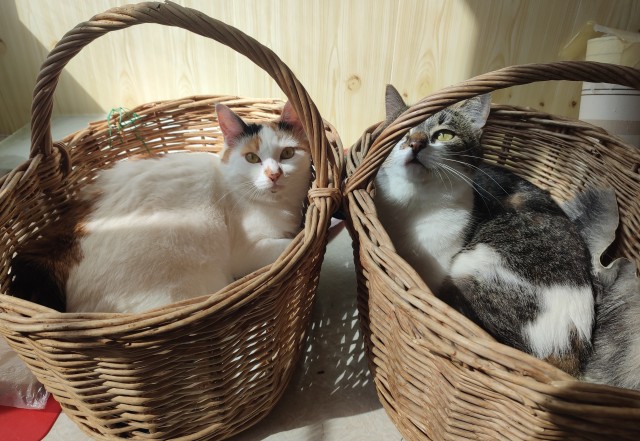 Коробочки наше фсё