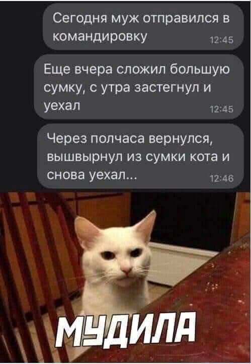 К котовторнику: подборка картинок-баянов с котиками и про котиков. Выпуск 27.
