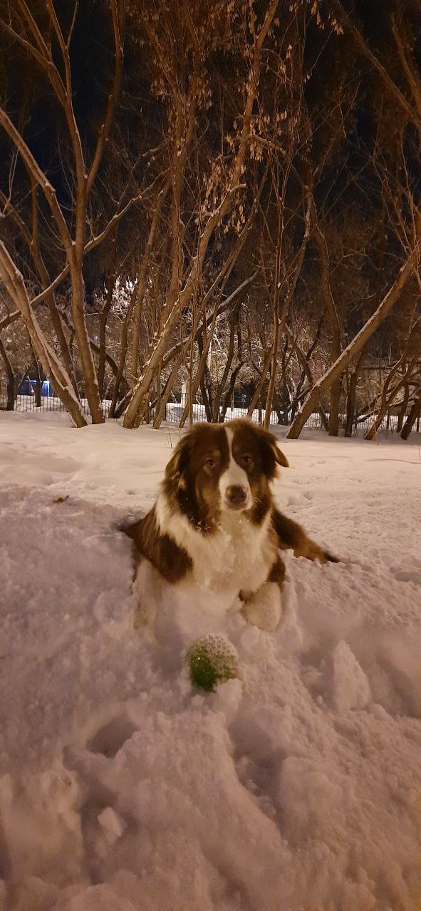 Февральский сплав по Илети на пакрафте с собакой.