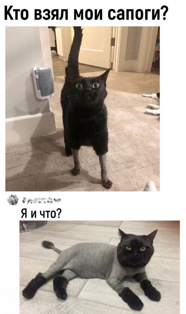 К котовторнику: подборка картинок-баянов с котиками и про котиков. Выпуск 32.