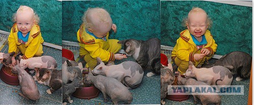 Котовторник 4.02.2014