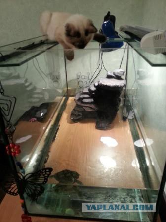 Котовторник 25.02.2014