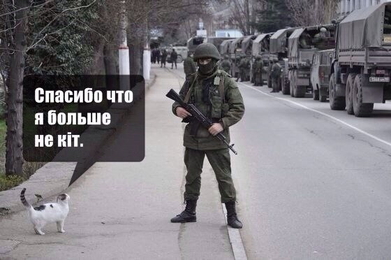 Кошка участвовала в работе по подключению Крыма
