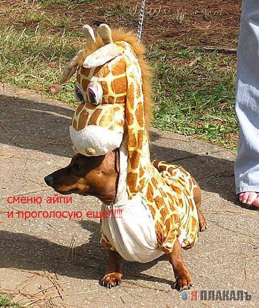 Они молятся за ЯПлакалъ !!!