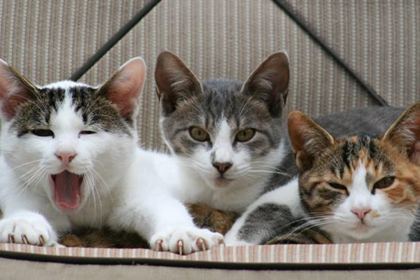 Шесть вопросов на которые нет ответов.