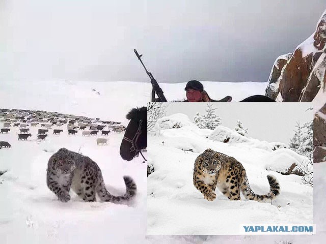 Картинки. Интересные, старые и не очень