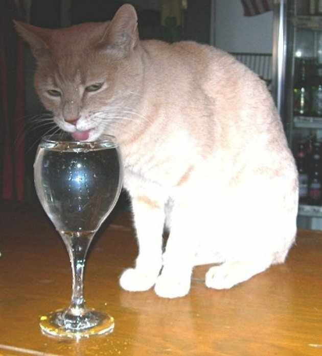 Коты и Кошки