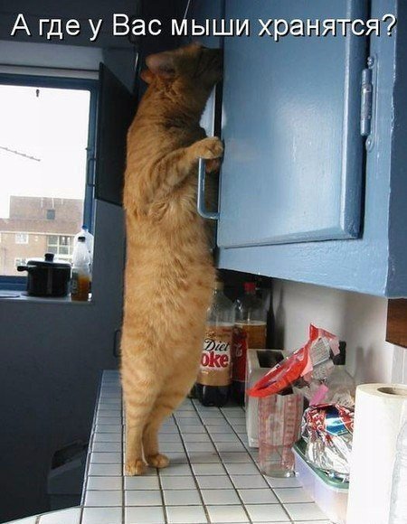 Коты и Кошки