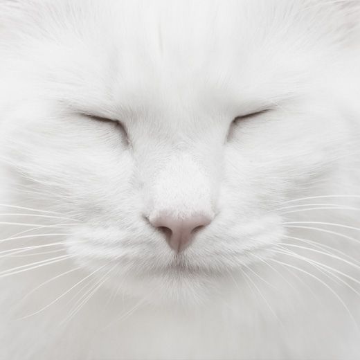 Коты и Кошки