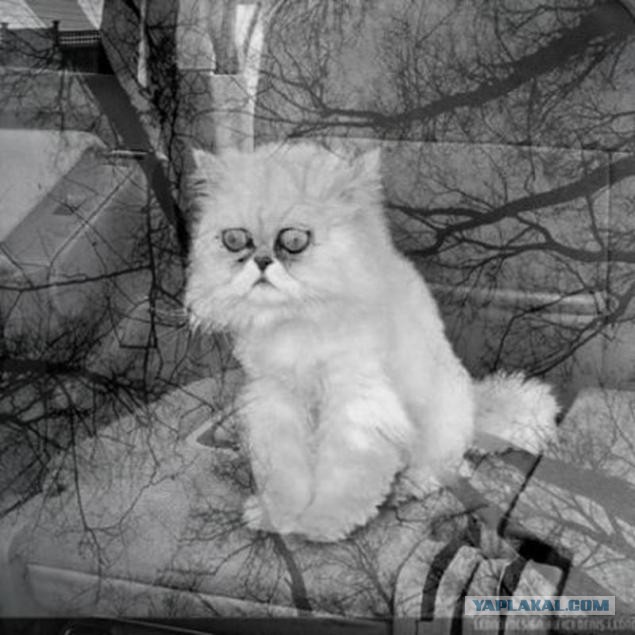 Если нынешний у бывшей мент