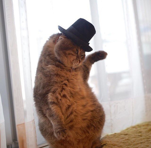 Коты и Кошки